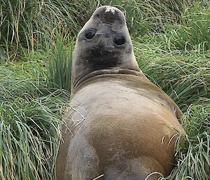 An elephant seal raising its head to look behind it, lying in tussock grass.