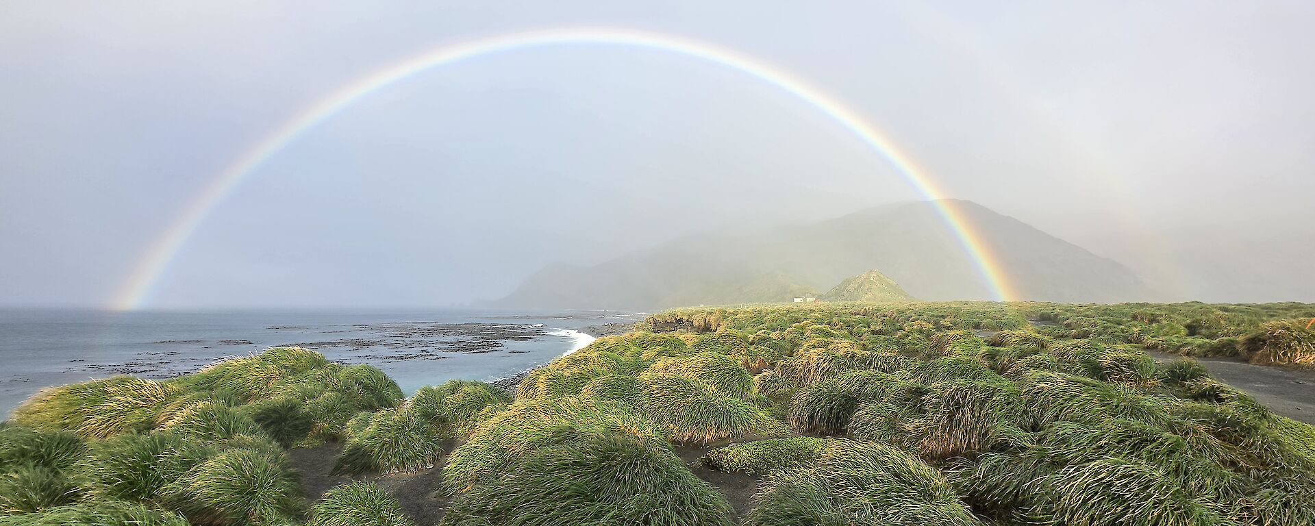A rainbow arching over the ocean and a sea of green tussock grasses.