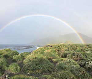 A rainbow arching over the ocean and a sea of green tussock grasses.