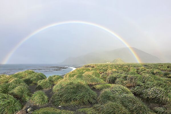 A rainbow arching over the ocean and a sea of green tussock grasses.