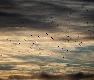 Birds flying across the sky with a backdrop of clouds.