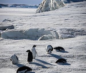 Ten Adelie penguins sitting in the snow, with a cliff of ice behind.
