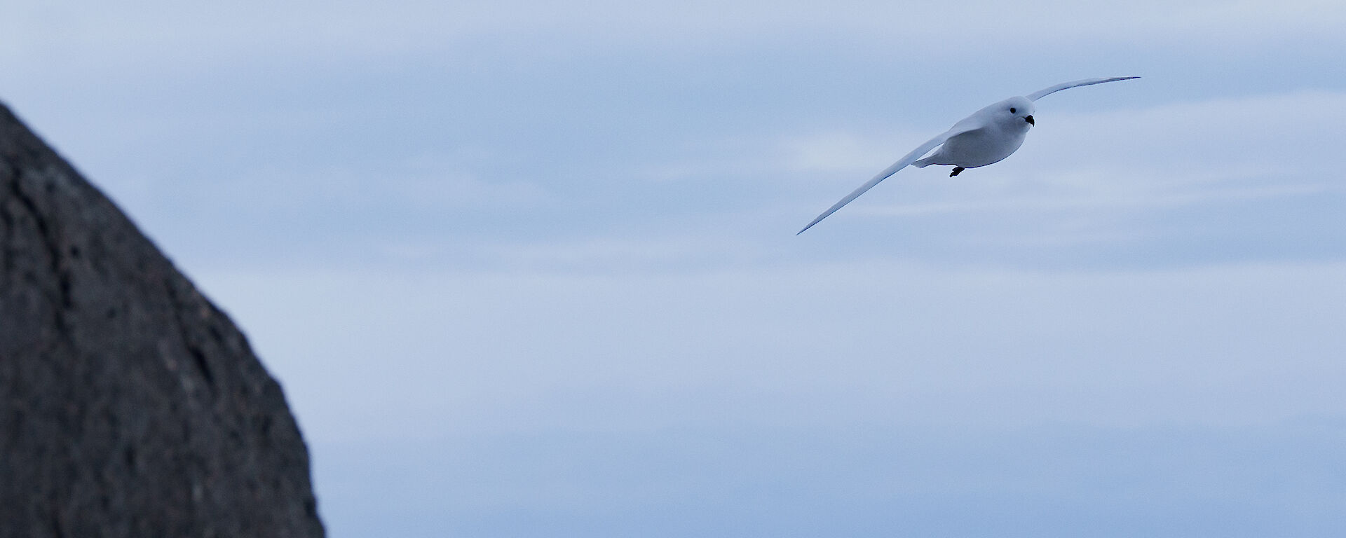 A snow petrel in mid-flight with rocks and an iceberg in the background