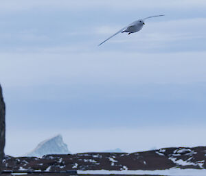 A snow petrel in mid-flight with rocks and an iceberg in the background