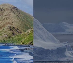 A split photo showing green hilly features of Macquarie Island alongside a large iceberg floating in the water