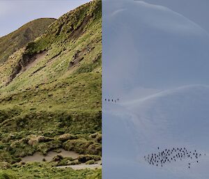 A split photo showing green hilly features of Macquarie Island alongside a large iceberg with penguins on it