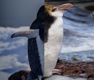 A split photo joining the back of an Adelie Penguin at Mawson, with the front of a Royal Penguin at Macquarie Island
