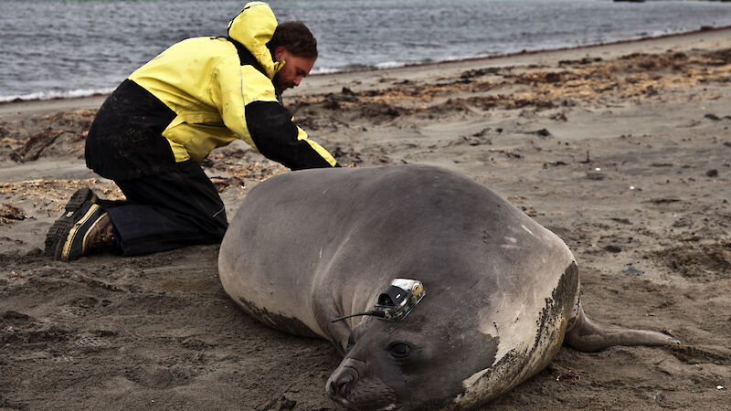 A man crouched next to an elephant seal. The seal has a satellite tracker glued to the top of its head.
