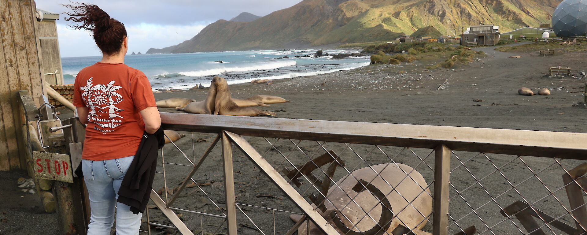 A woman looks over a fence at elephant seals on a beach.
