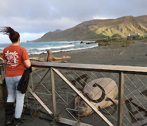 A woman looks over a fence at elephant seals on a beach.