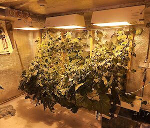 An inside picture of Mawson's hydroponics building, showing rows of plants growing under lights