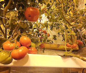 An inside picture of Mawson's hydroponics building, showing fresh tomatoes on the vine, growing under lights