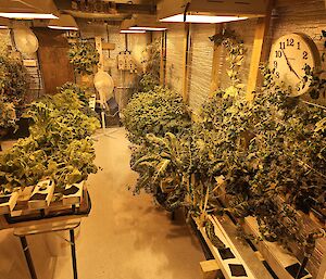 An inside picture of Mawson's hydroponics building, showing rows of plants growing under lights