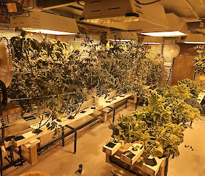 An inside picture of Mawson's hydroponics building, showing rows of plants growing under lights