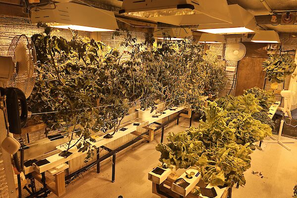 An inside picture of Mawson's hydroponics building, showing rows of plants growing under lights