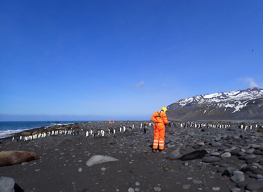 A person in a protective orange suit surveying penguins and seals on a remote island beach.