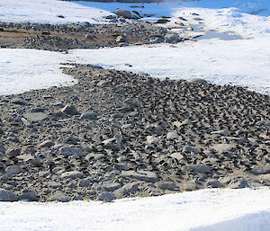 A colony of Adelie penguins in a rocky area surrounded by snow.