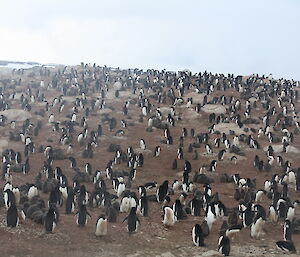 A colony of Adelie penguins.