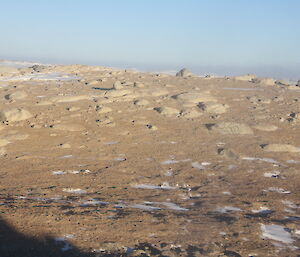 A patch of bare, rocky ground, where penguins once nested.