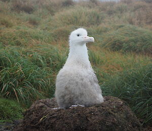 A large fluffy white albatross chick sits on a raised, rounded nest made of sticks and mud.
