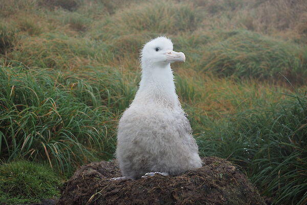 A large fluffy white albatross chick sits on a raised, rounded nest made of sticks and mud.