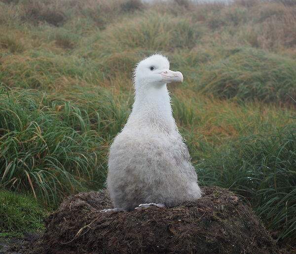 A large fluffy white albatross chick sits on a raised, rounded nest made of sticks and mud.