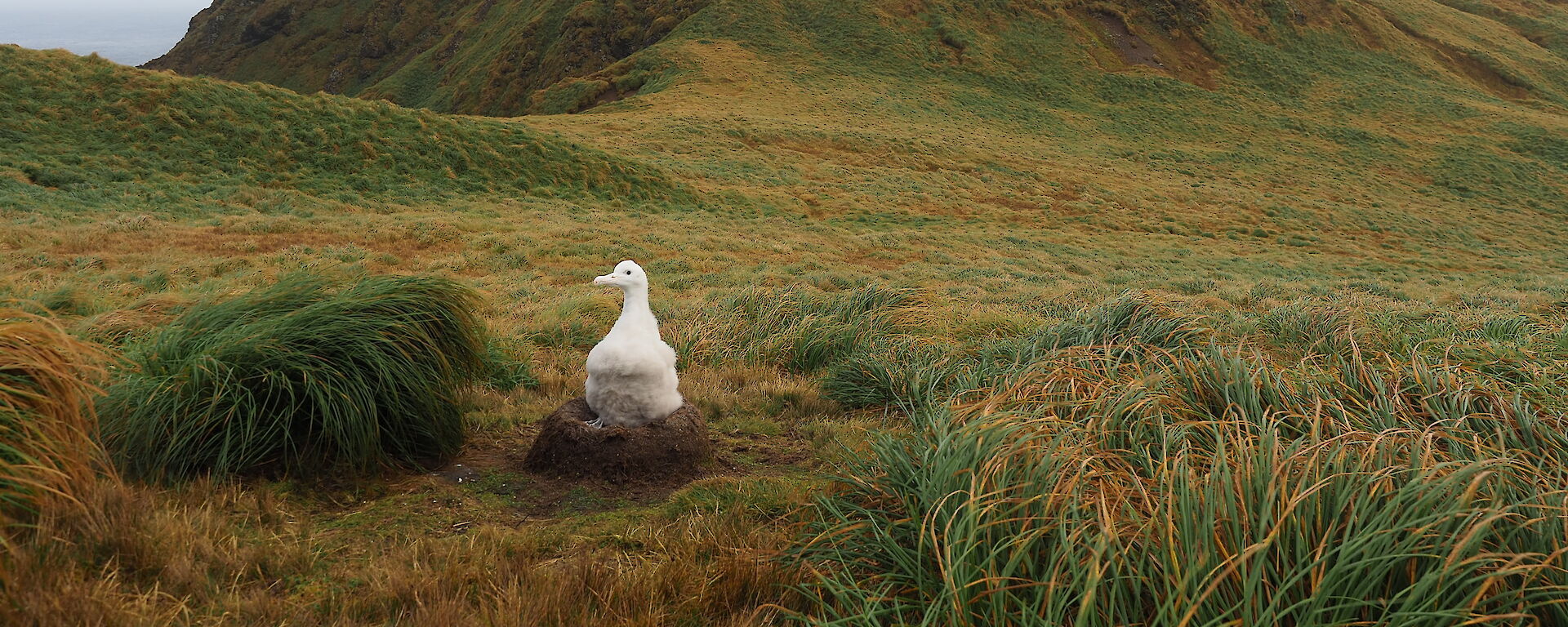 A large white albatross chick sitting on a raised, rounded next, with a dramatic backdrop of a mountain covered in low green vegetation.