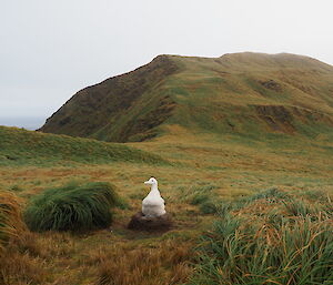 A large white albatross chick sitting on a raised, rounded next, with a dramatic backdrop of a mountain covered in low green vegetation.