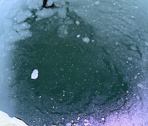 A close-up picture of water with chunks of floating ice and hundreds of tiny, shrimp-like krill.