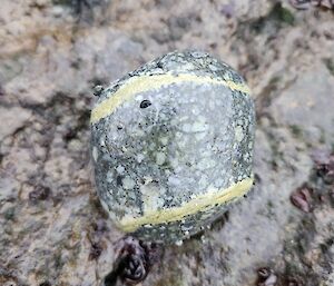 A dark green speckly rock with two seams of paler rock through it.