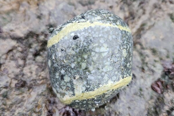 A dark green speckly rock with two seams of paler rock through it.
