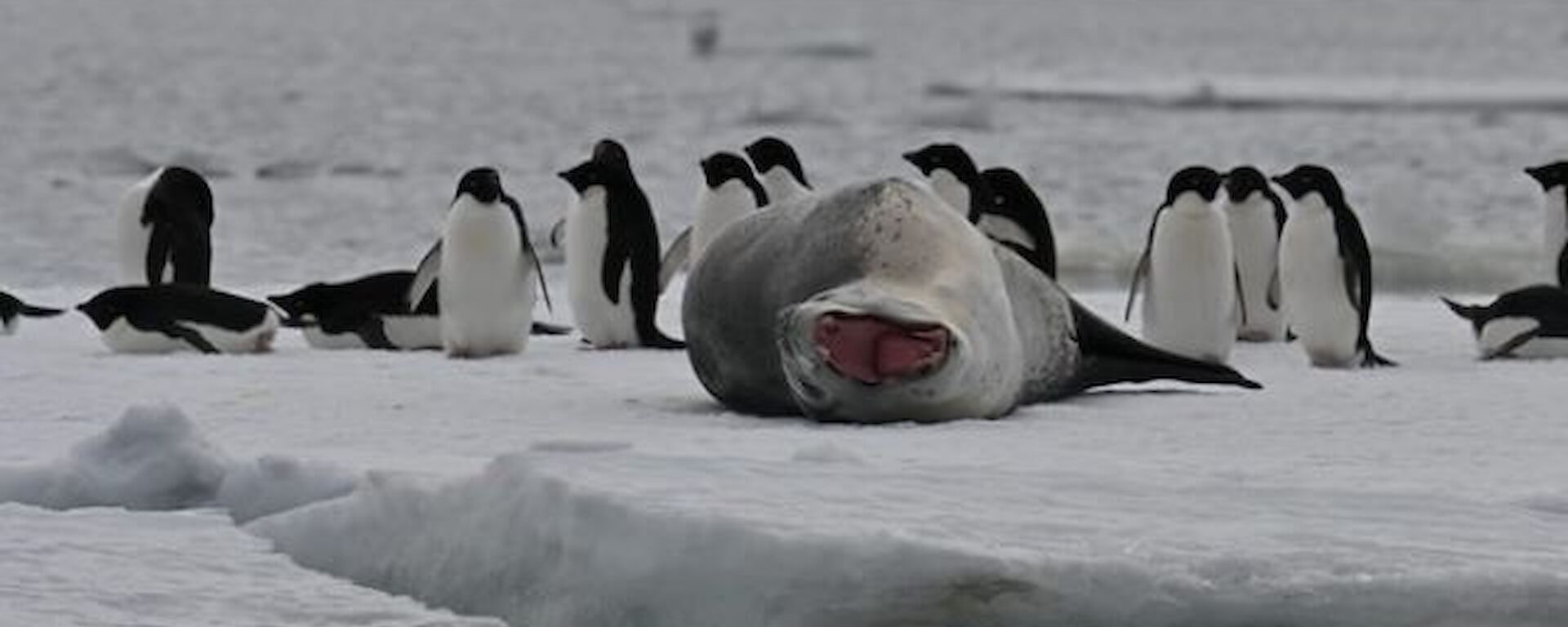 A leopard seal lying on an ice flow yawning. A group of Adelie penguins are on an ice floe behind it.