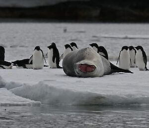 A leopard seal lying on an ice flow yawning. A group of Adelie penguins are on an ice floe behind it.