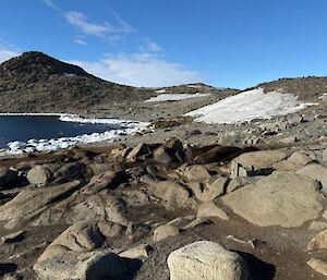 A group of elephant seals lying on rocks near a bay.