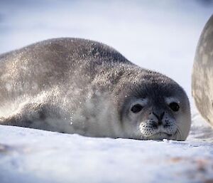 A Weddell seal pup lying beside its mother.