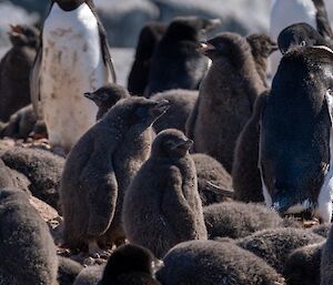 A large group of fluffy brown Adelie penguin chicks.