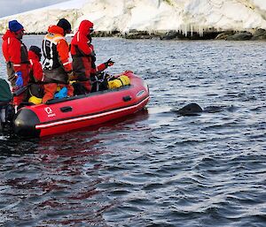 A leopard seal observing a group of people in an IRB.