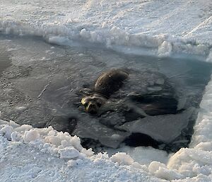 A Weddell Seal broaching the freshly cut swimming hole in the sea ice