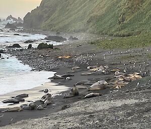 Large grey seals lying on a grey rocky beach with a steep slope behind them