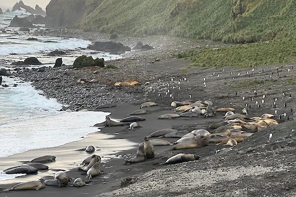Large grey seals lying on a grey rocky beach with a steep slope behind them
