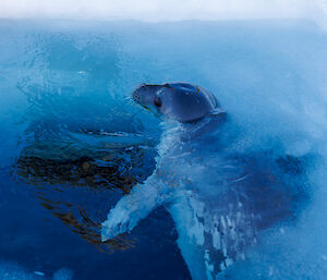 A weddell seal swims and surfaces in the ice hole cut for the station's mid-winter swim