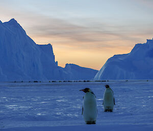 Two emperor penguins in front of their colony - curious of the humans that have visited