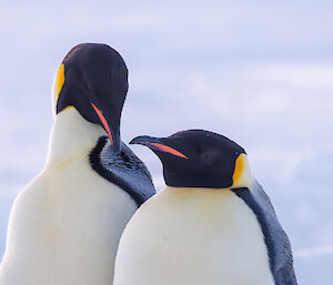 A close up or 'headshot' of two emperor penguins looking at the camera