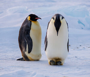 A close up of two emperor penguins with one looking at its feet