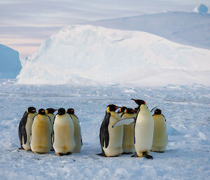 A close up of a waddle of emperor penguins with one stretching its flippers out