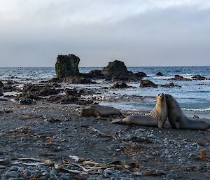 Elephant seals on a grey rocky beach