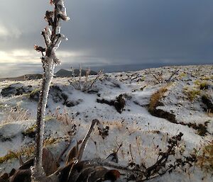 Snow covered plateau with a plant in the foreground