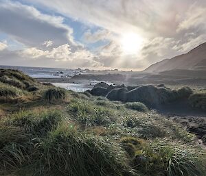 Tussock grass, ocean and sky