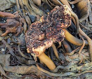 Chunky seaweed