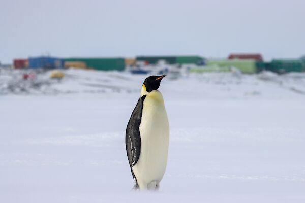 A black white and orange penguin stands on the ice with station buildings in the distance behind it.